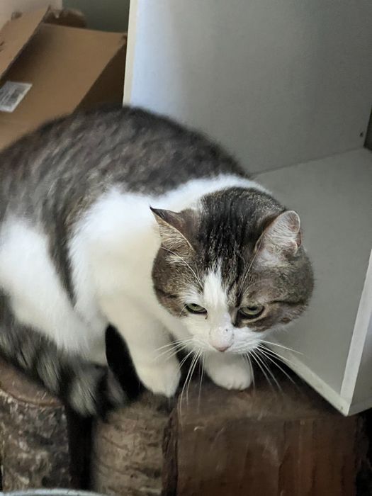 Cudowna kotka Malinka szuka domku