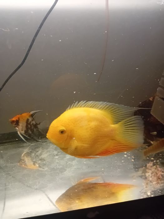 Severum Gold  duża