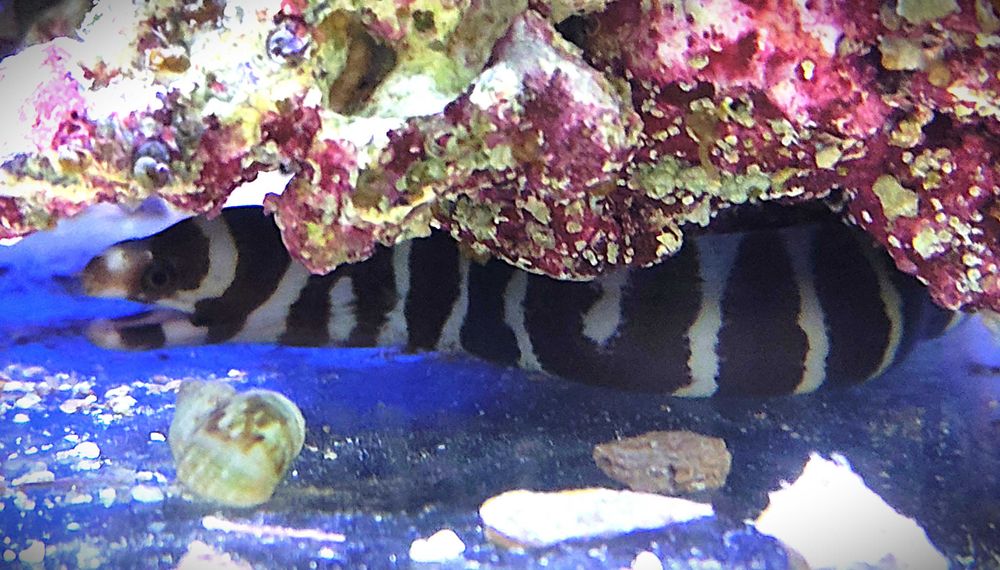 Murena Gymnomuraena zebra. Morskie