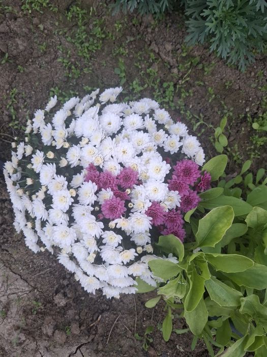 Хризантема мультифлора 3в1, мікс кольорів,  вишиванка