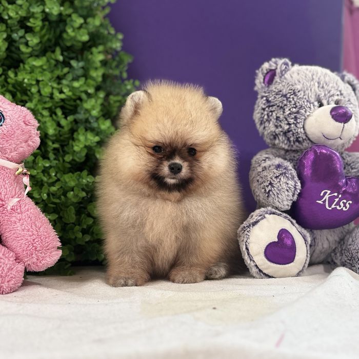 ляльковий Ведмедик шоу классу