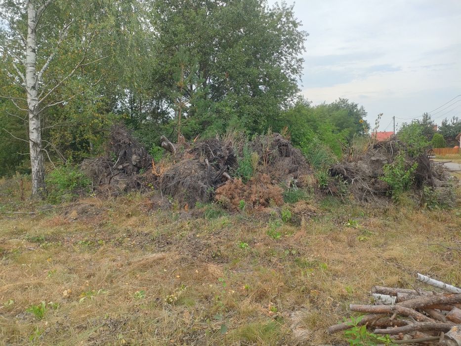 Oddam za darmo korzenie