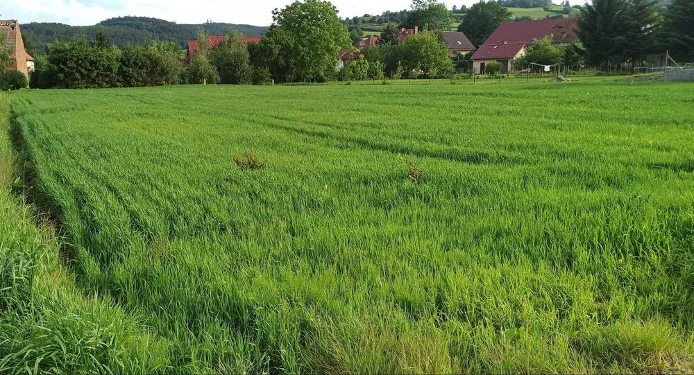 Działka budowlana Lutomia Górna