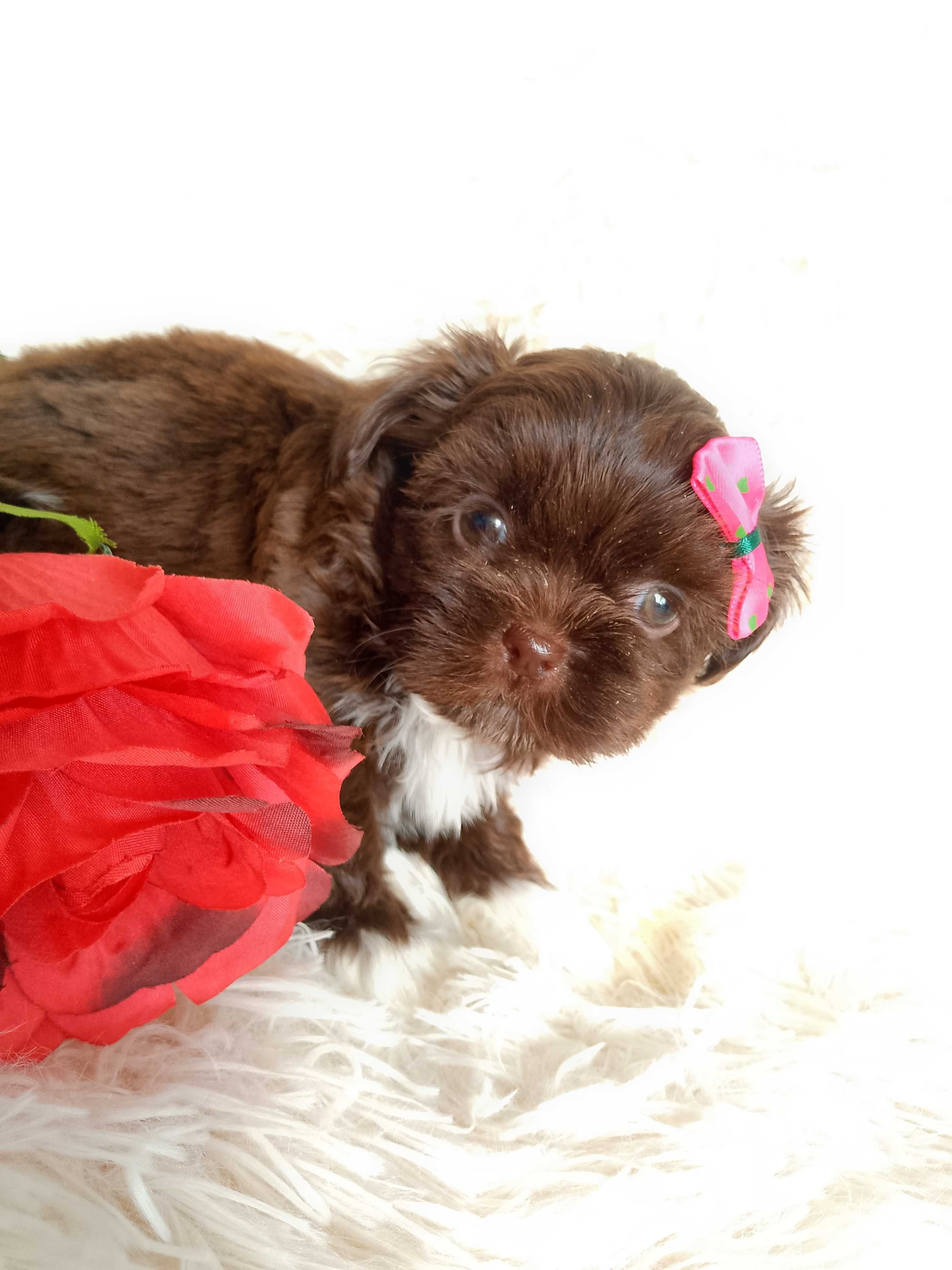 GOTOWA DO ODBIORU czekoladowa suczka rasy Shih-Tzu
