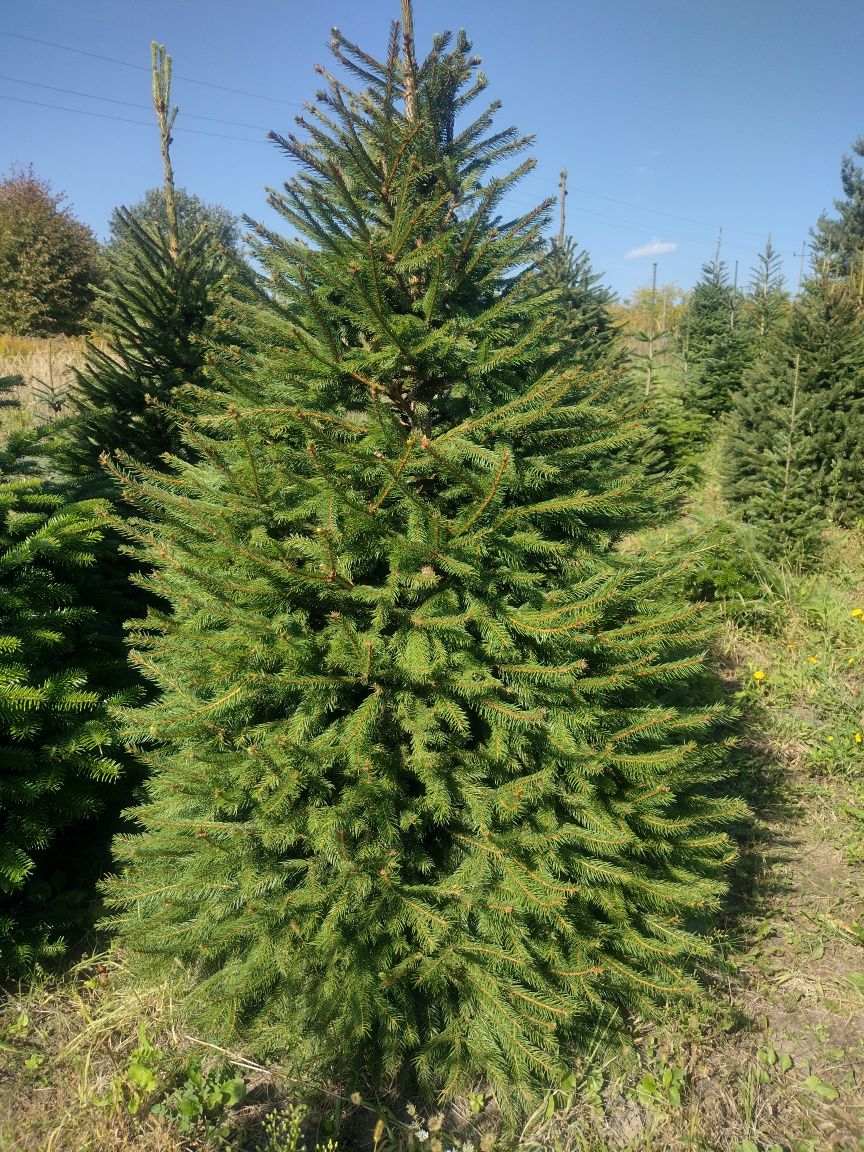 Piękne szkółkowane Świerki Sosny Jodły Daglezje Sosny z EKO plantacji