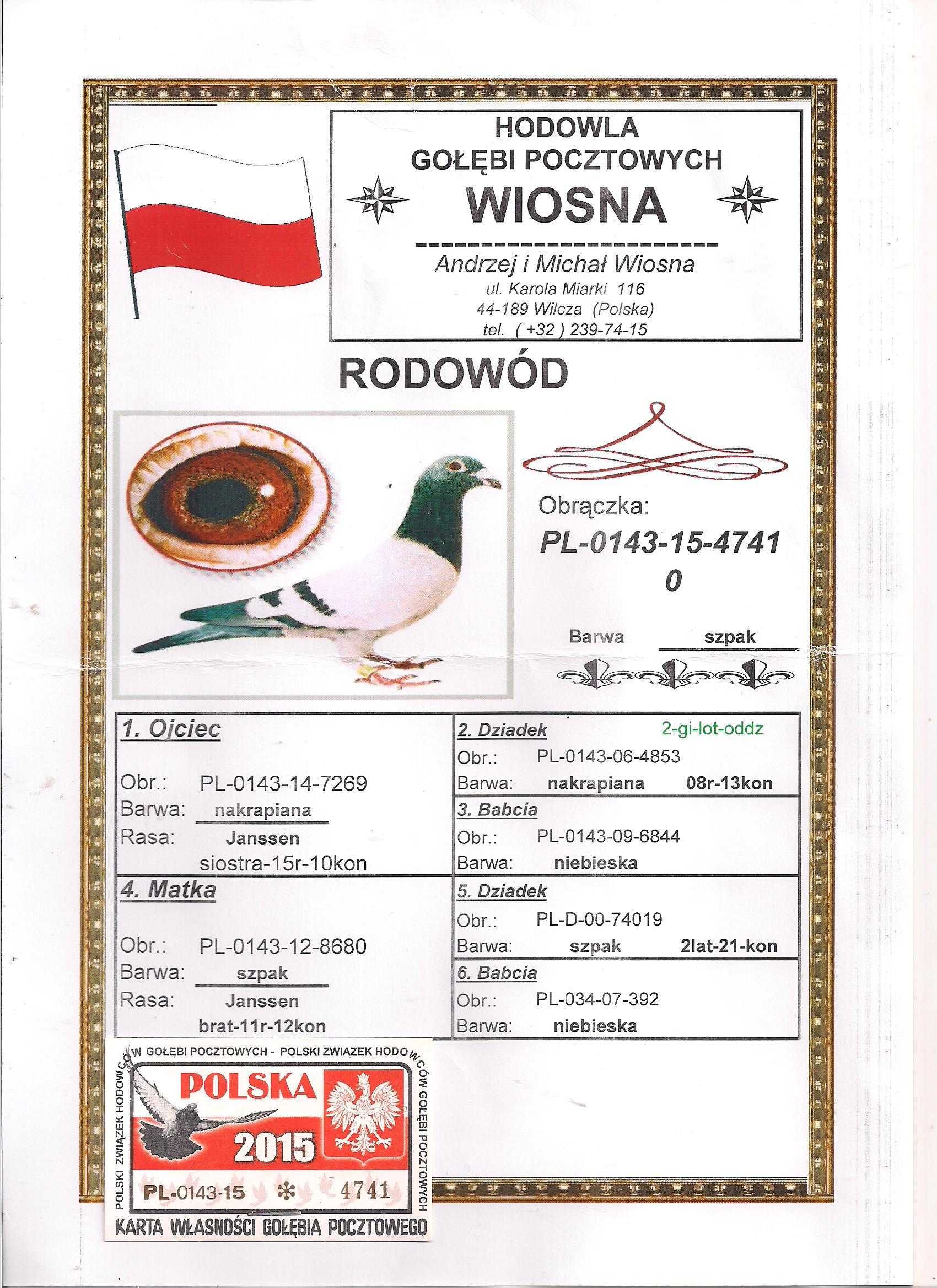 Młode para 113 Oryg. A.M Wiosna Szpak x Dziki gołąb gołębie pocztowe