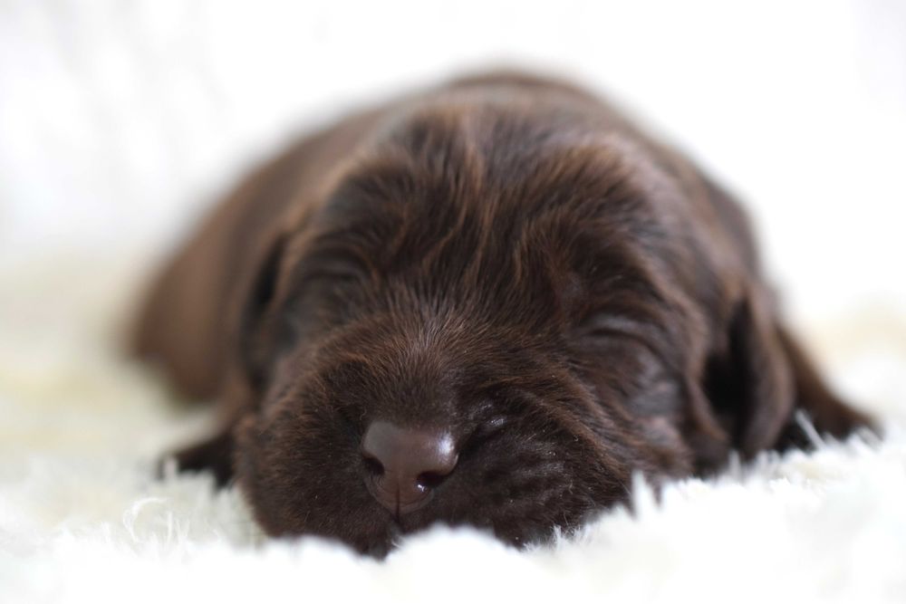 Cudowny szczeniak Labrador Retriever FCI