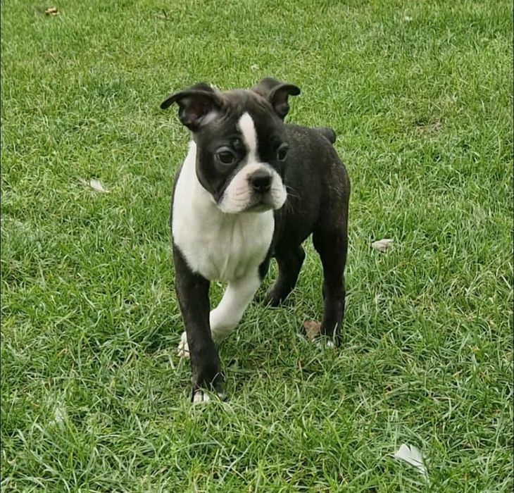 Szczeniak boston terrier