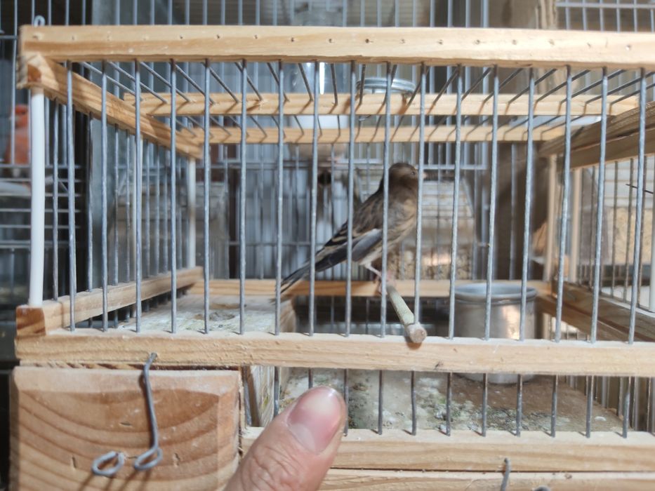 Vendo ou troco híbrido de pintassilgo