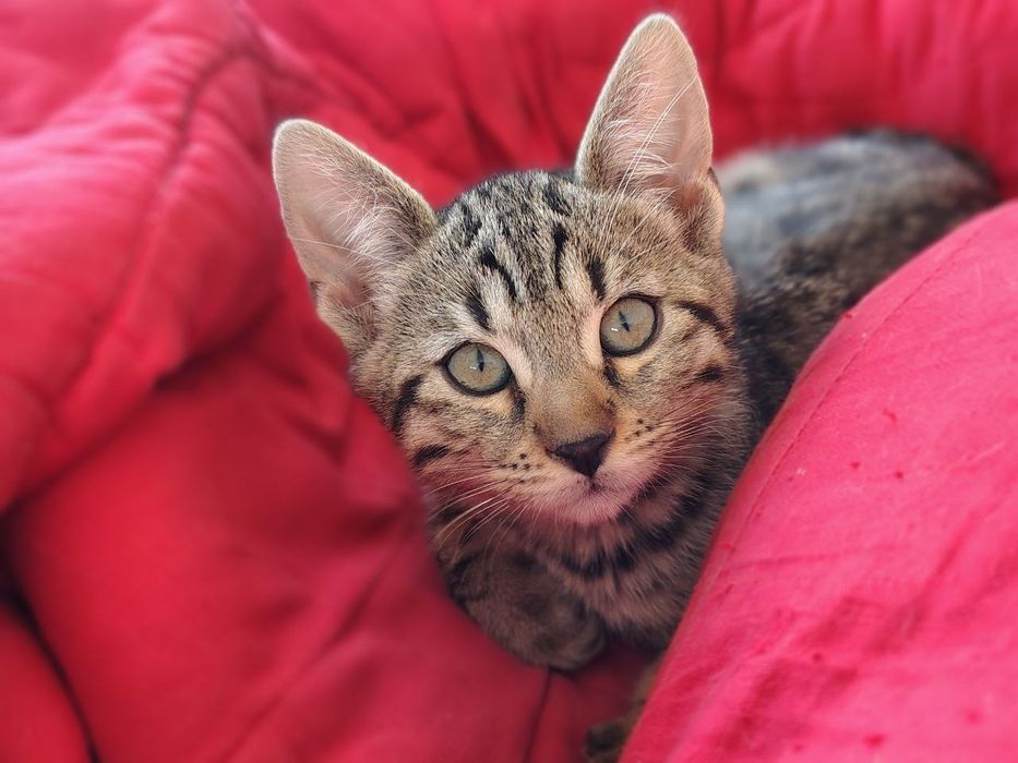 Cheetoh / кошення / кішечки