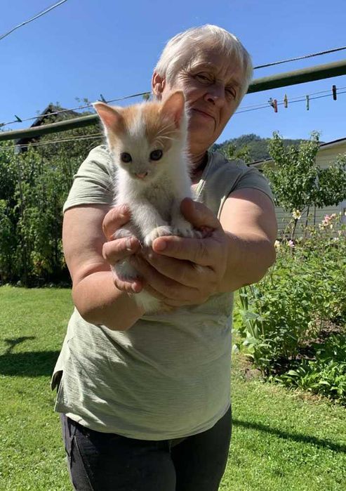 Віддам у добрі руки руденьких кошенят! (м. Косів)