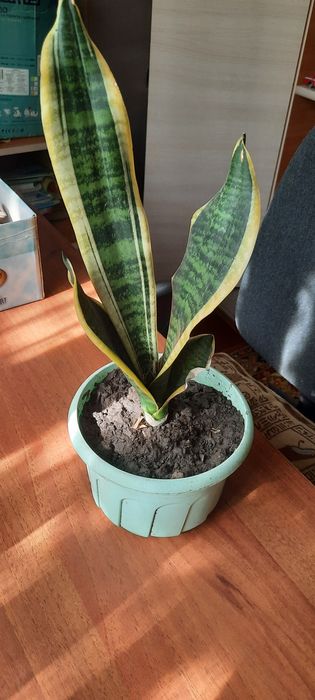 Продам кімнатні рослини