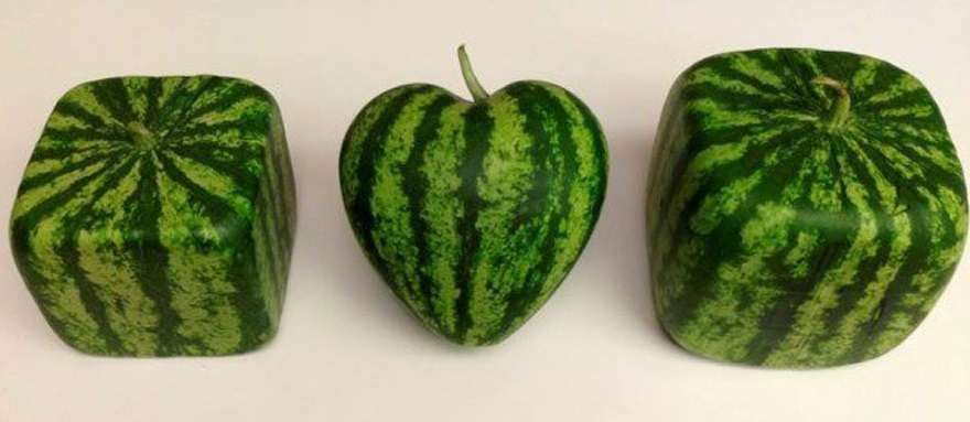 Nasiona arbuzów z Japonii nowe odmiany Diamond Heart Arbuz sadzonki
