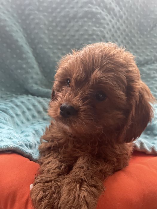 CAVAPOO  piesek mix Cavalier King Charles Spaniel & Pudel toy