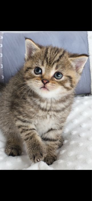 Полосатая девочка табби, шотландская, с прививками,котенок