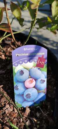 Borówka amerykańska Vaccinium Corymbosum BLUECORP BLUEJAY DUKE