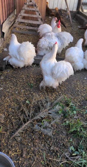 Sprzedam Kochiny miniaturowy