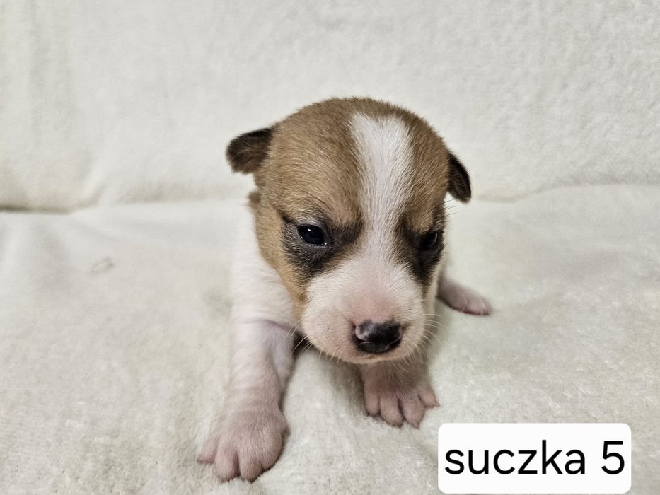 Suczka Jack Russell Terrier