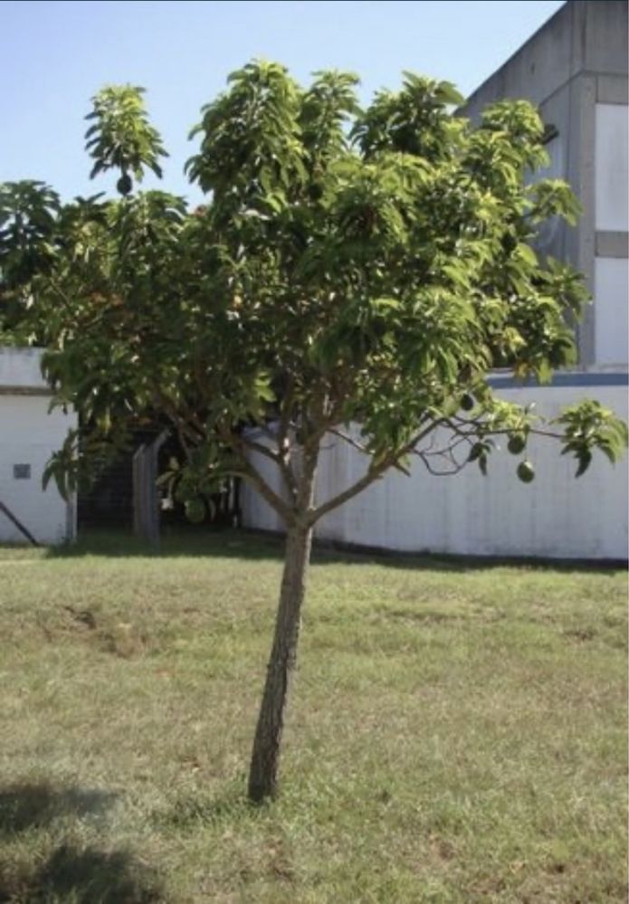 Ávore de Abacate / Abacateiro enxertado