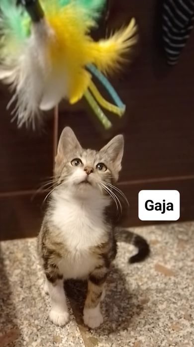 Siostry Busz, Jaga i Gaja