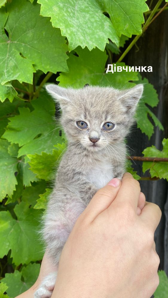 Віддам в добрі руки кошенят