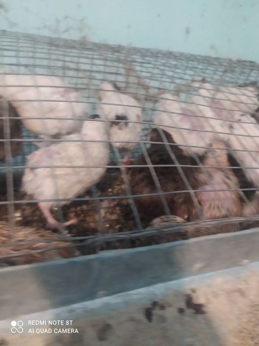 Продам перепілок