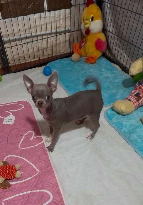 Лиловая девочка чихуахуа. КСУ.