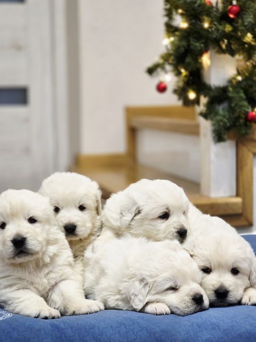 Suczka !!! Owczarek Podhalański !!!