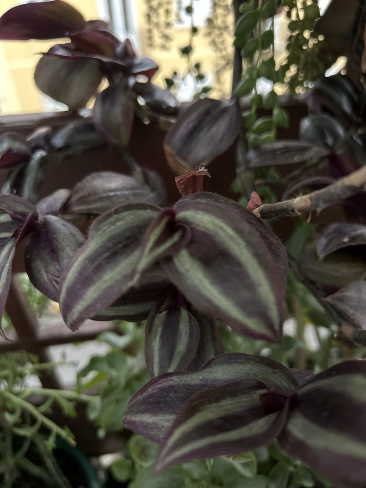 Tradescantia sillamontana, albiflora 'Nanouk', brightness, zebrina