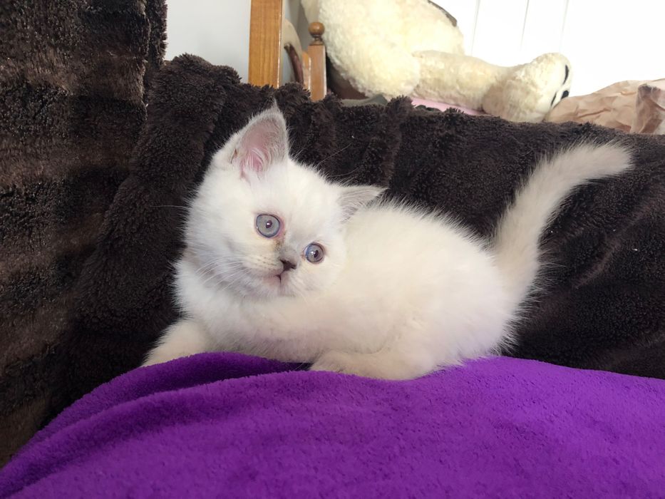 Scottish Straight Negociável