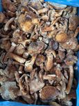 Шампіньйони. Гриб подосиновик, маслюки маслята