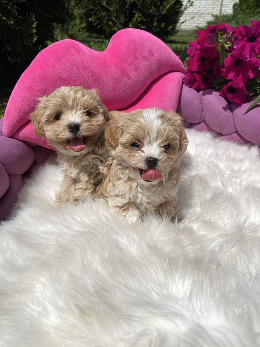 Маленькі мальтипу на вибір