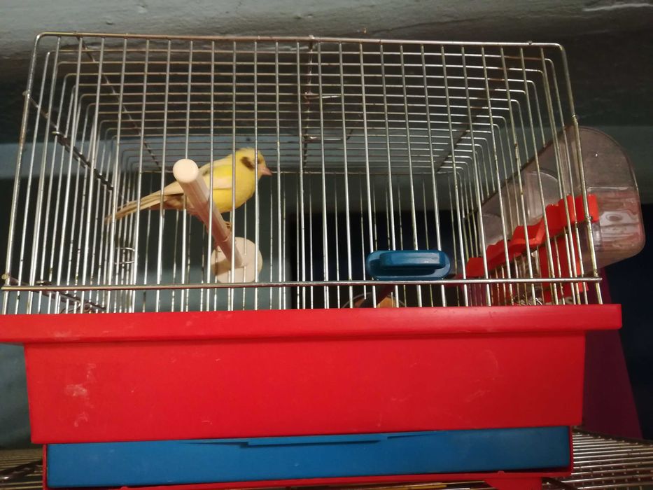 Kanarki  samce i samice różne odmiany