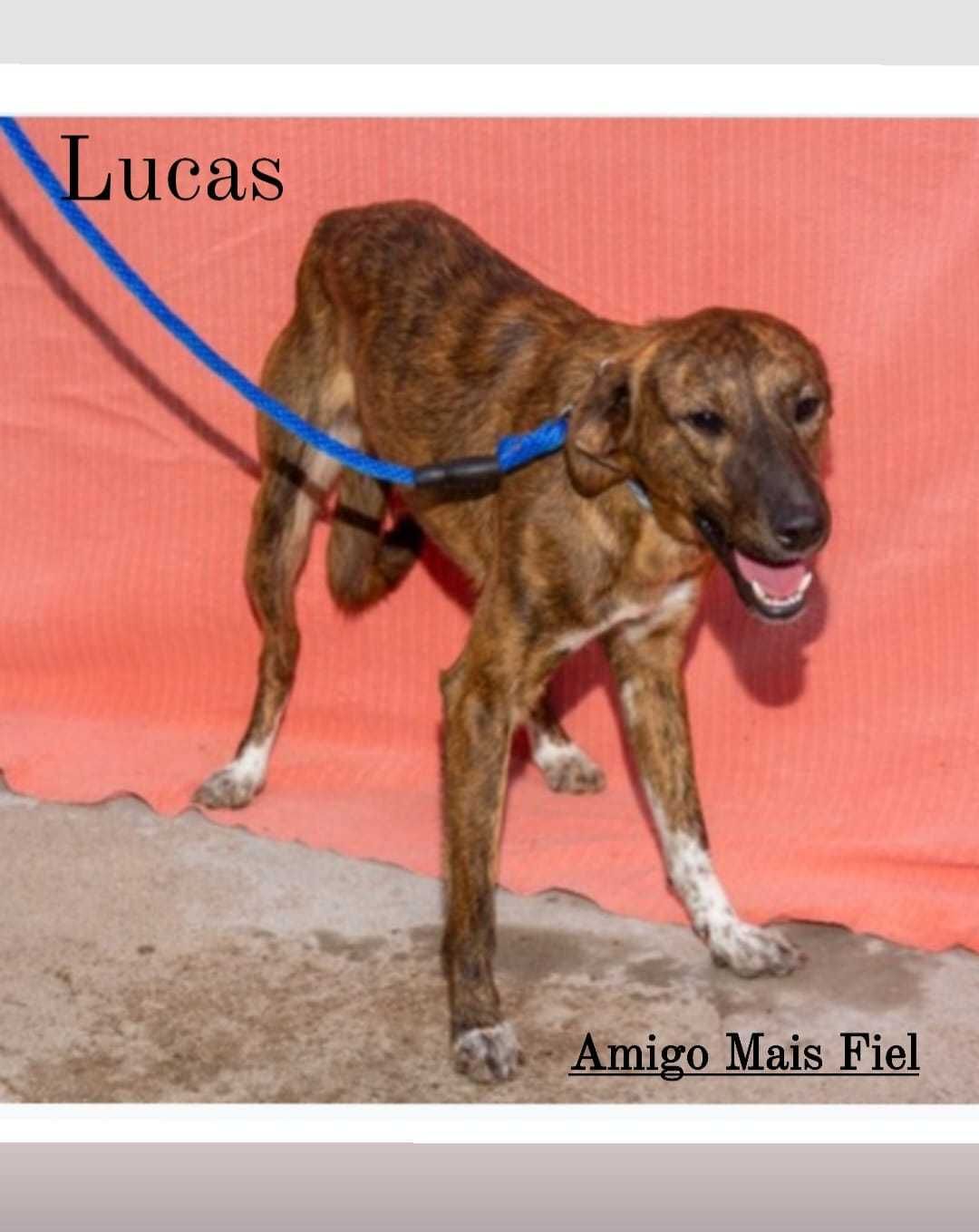 O pequeno LUCAS está para adoção!
