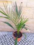 Palmeira de Jardim