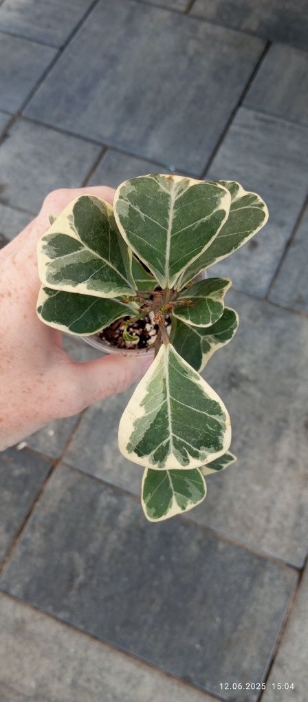 Ficus fikus sweetheart triangularis variegata