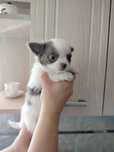 Chihuahua piesek