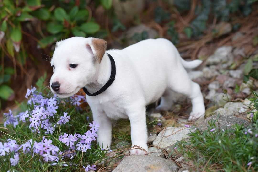 Szczeniak Jack Russell Terrier