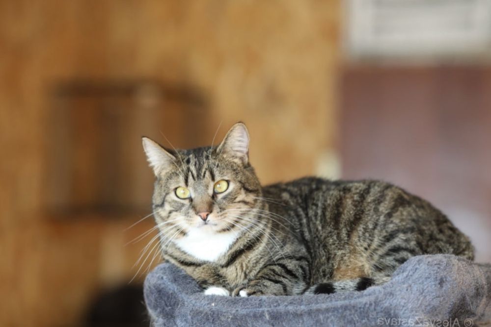 Айзек, 2 год, котенок, мальчик