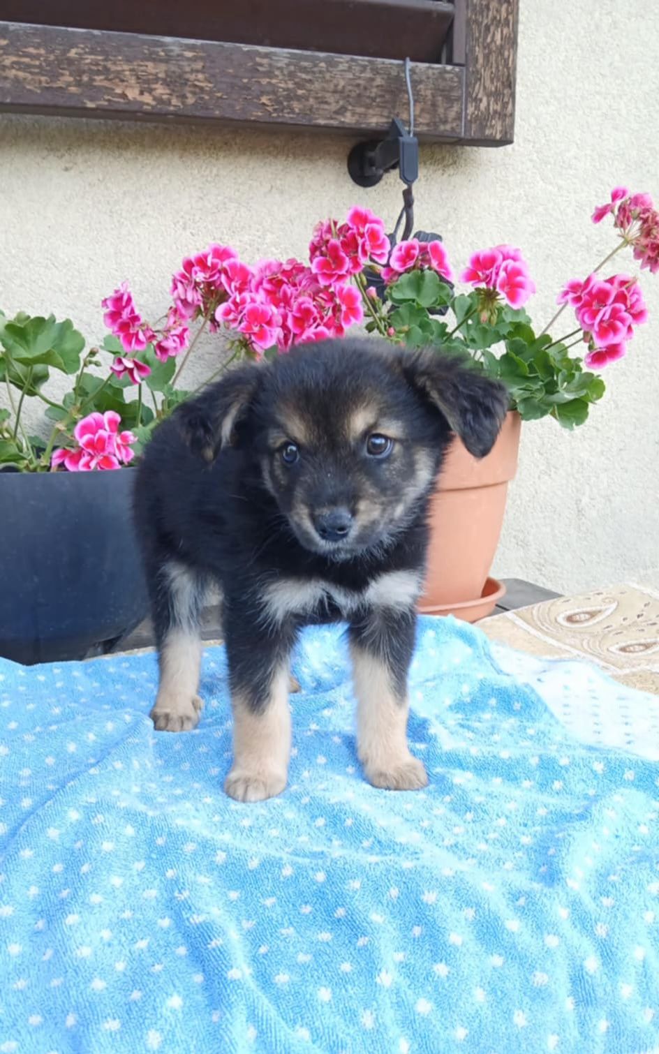 Mikro Szczeniak do adopcji