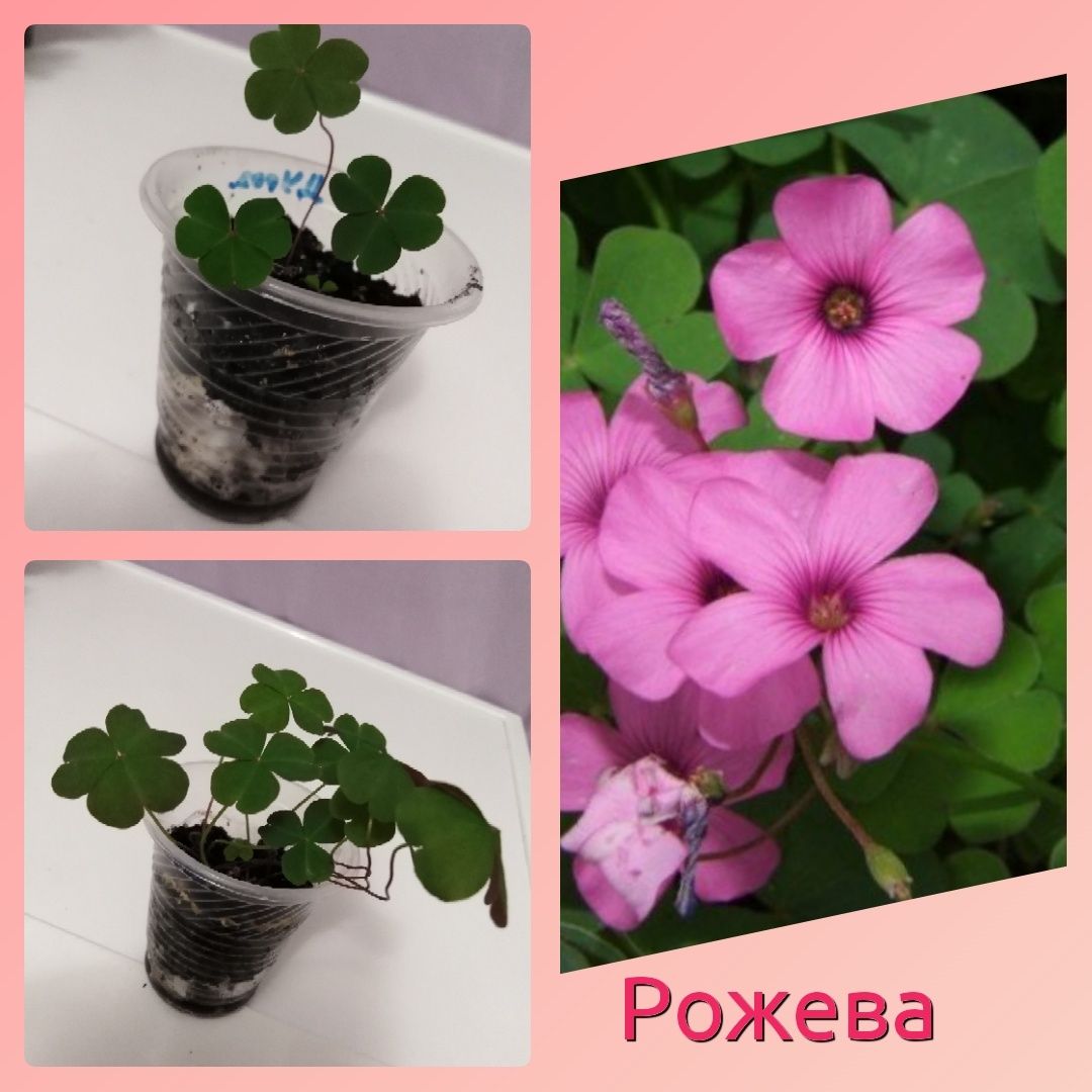Оксалисы 3с., суккуленты: кактус стапелия алое крассула каланхое лечеб