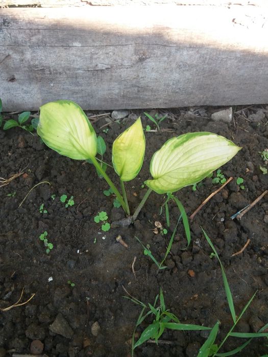 Хоста Хамелеон Gold Standart, та, що змінює колір