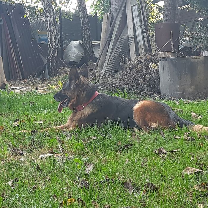 Owczarek niemiecki suczka