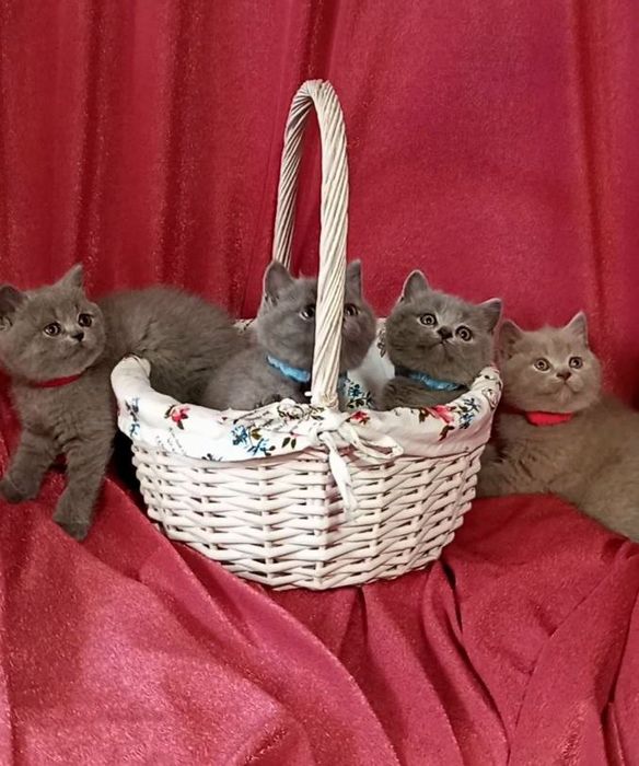 Котята : Мы котята озорные, лилаки и голубые .