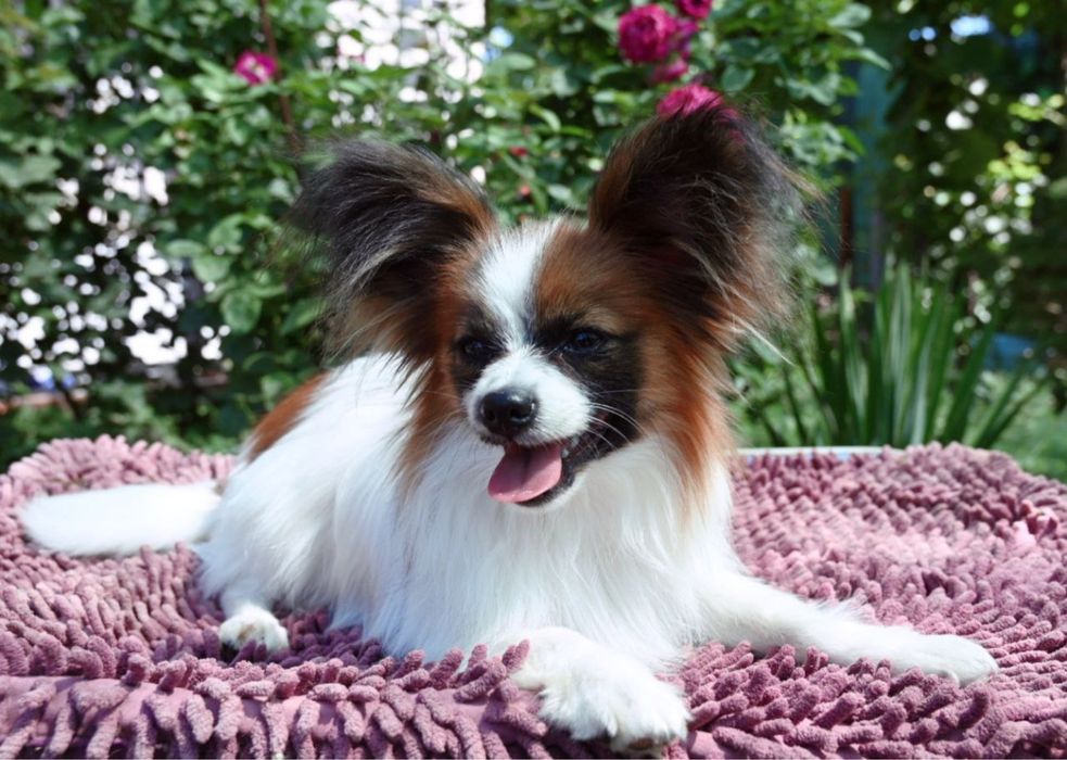 Подрощенный щенок папильон , питомник КСУ (FCI)