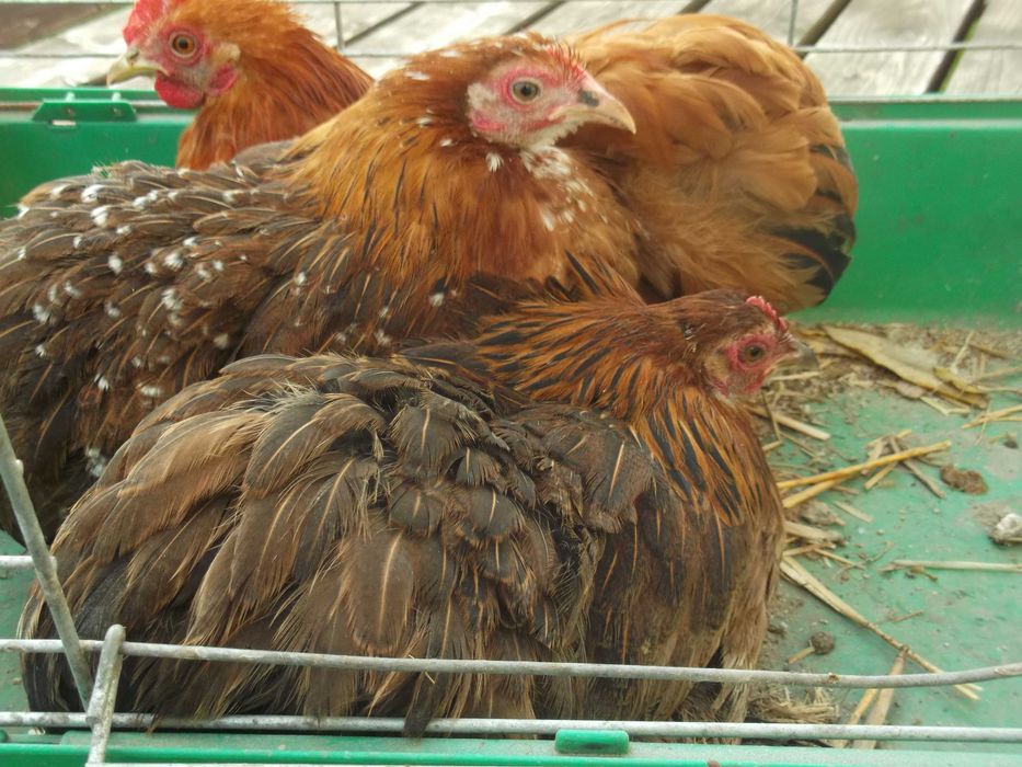 Kochin Miniaturowy 2+1