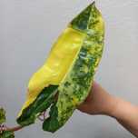 Philodendron Billietiae Variegata szczyt