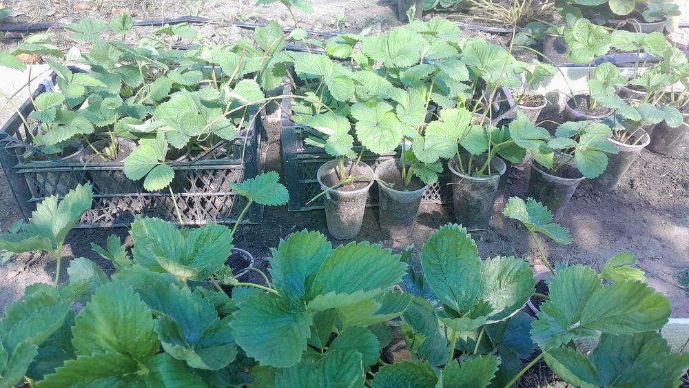 Саженцы клубники.