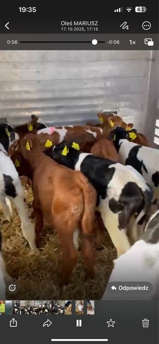 Sprzedam byczki cieliczki