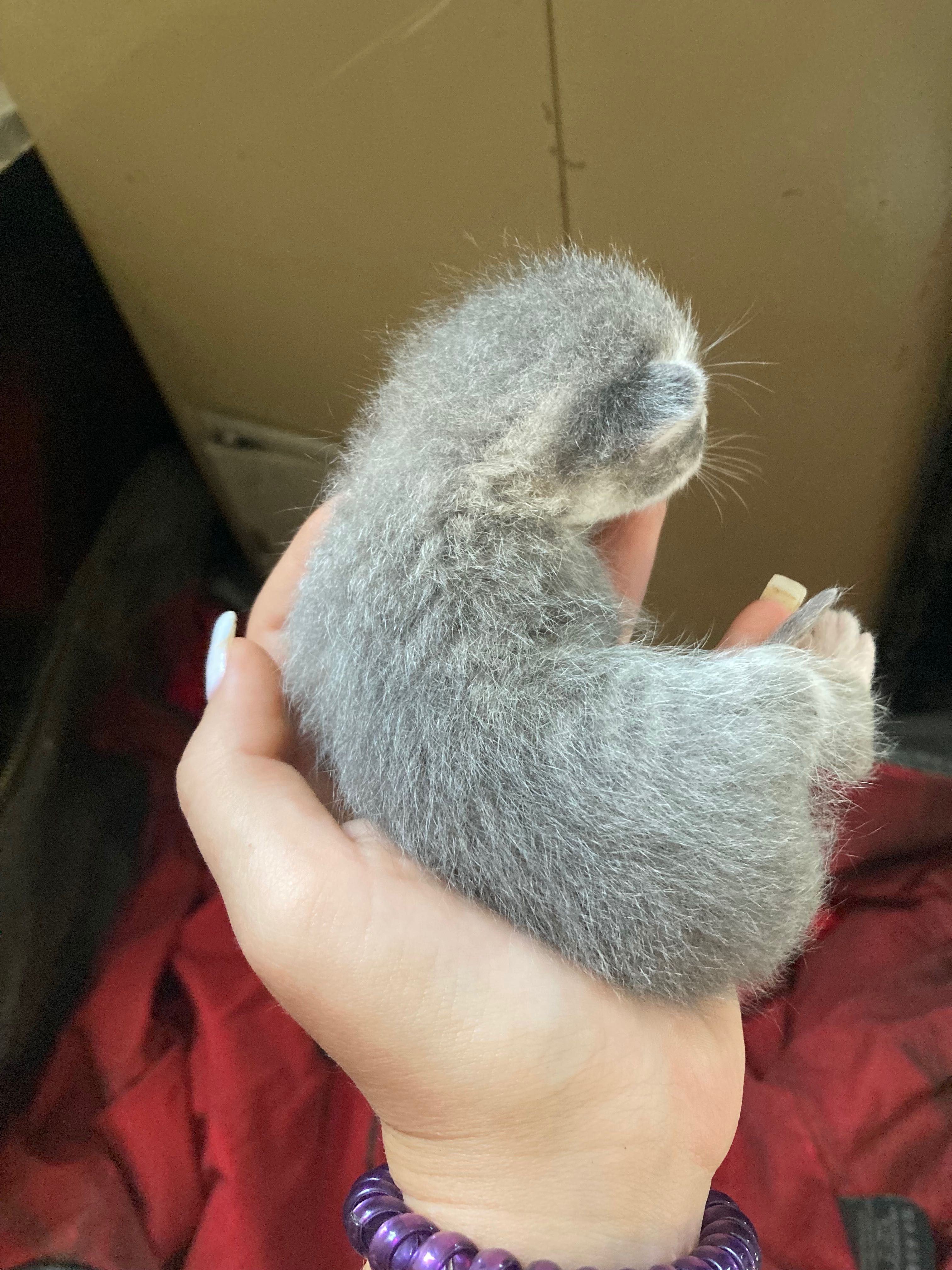 Кошенята шукають родину
